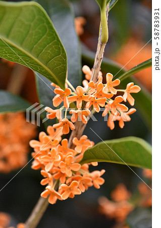 キンモクセイ（金木犀） 58783931