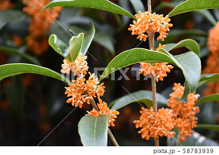 キンモクセイ（金木犀） 58783939