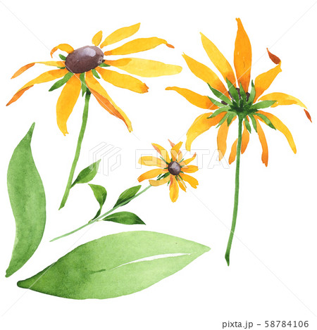 Rudbeckia hirta floral botanical flowers. Watercolor background set. Isolated rudbeckia illustration Rudbeckia hirta floral botanical flowers. Watercolor background set. Isolated rudbeckia illustration 58784106