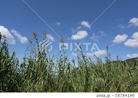 ダンチク 58784190