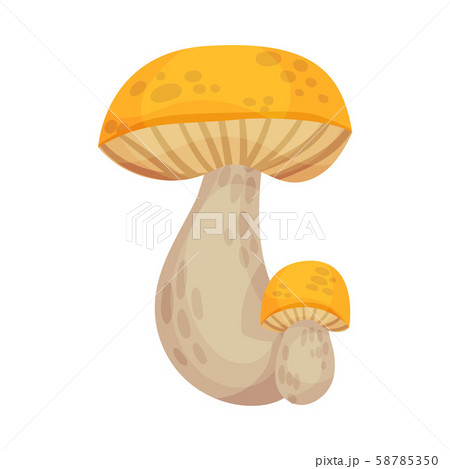Two large mushrooms. Vector illustration on a white background. 58785350