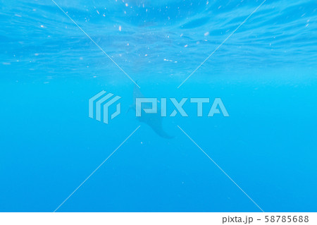 Manta ray in the blue water of the ocean 58785688