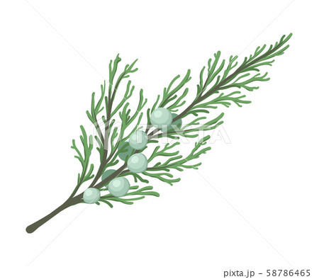 Thuja branch with rare leaves. Vector illustration. Thuja branch with rare leaves. Vector illustration. 58786465