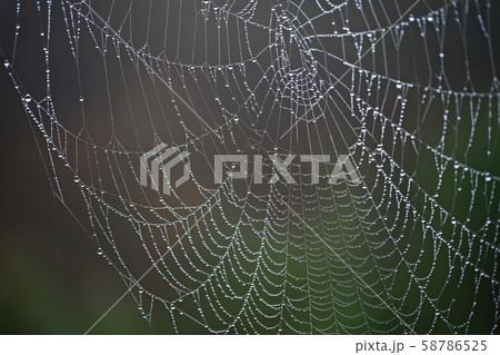 ウェブ 朝 霧 58786525