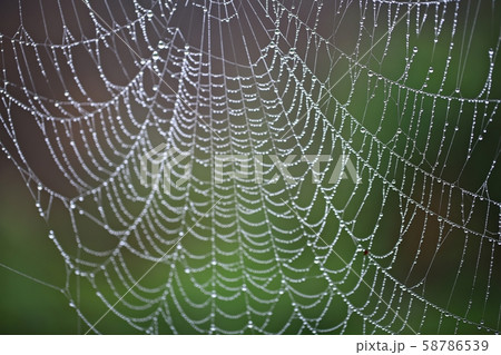 ウェブ 朝 霧 58786539