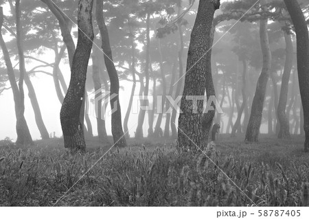 霧 松 自然の写真素材 [58787405] - PIXTA