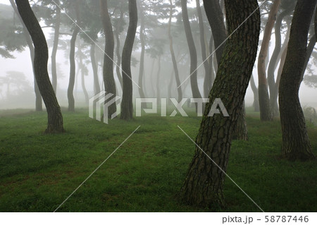 霧 松 自然の写真素材 [58787446] - PIXTA