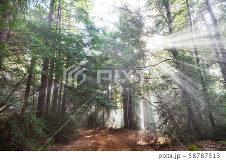 Sunny beams 58787513