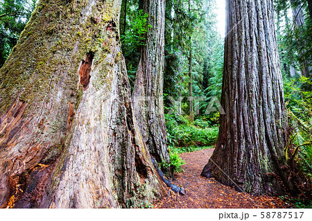 Sequoia Sequoia 58787517