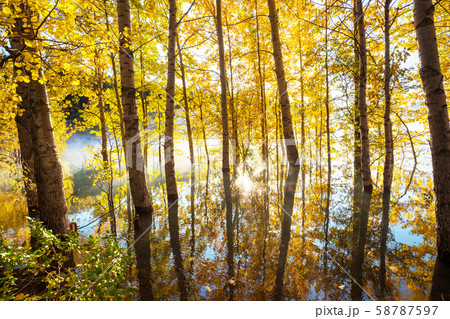 Autumn forest 58787597