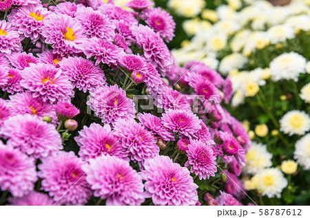 小菊 小菊 58787612