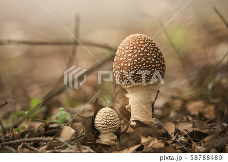 テングタケ 58788489