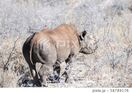 Black Rhinoceros Browsing under a tree. 58789176