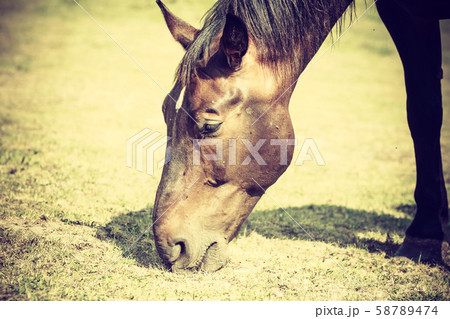 Brown wild horse on meadow idyllic field Brown wild horse on meadow idyllic field 58789474