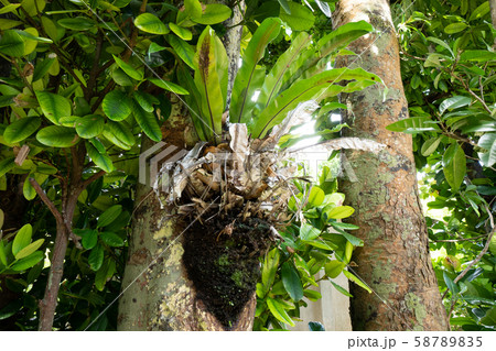 沖縄 備瀬 フクギ並木 沖縄 備瀬 フクギ並木 58789835