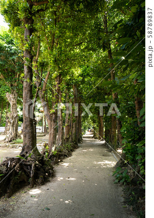 沖縄　備瀬　フクギ並木 58789837