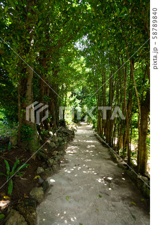 沖縄　備瀬　フクギ並木 58789840