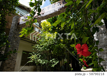 沖縄　備瀬　フクギ並木 58790218