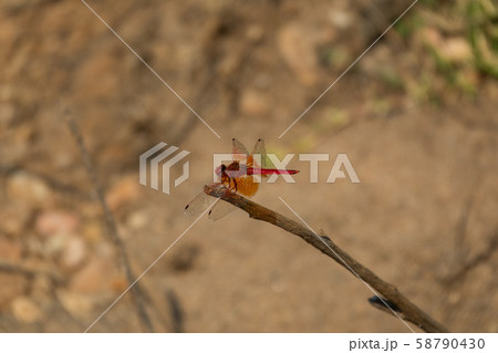 Closeup of bright red dragonfly over the sprig, blurred background 58790430