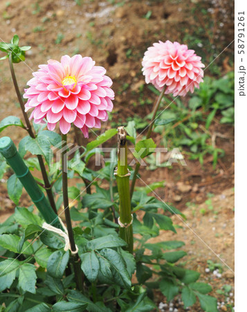 ダリア アプリコットローザの写真素材