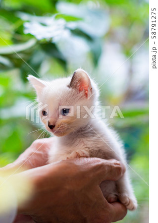仔猫　生後4週間 58791275