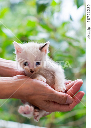 仔猫　生後4週間 58791289