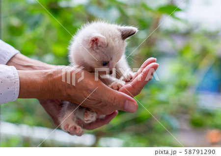 仔猫 生後4週間 仔猫 生後4週間 58791290