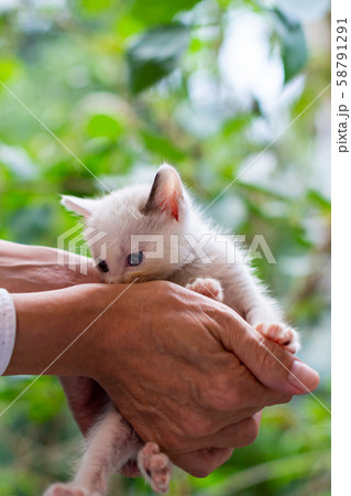 仔猫 生後4週間 仔猫 生後4週間 58791291