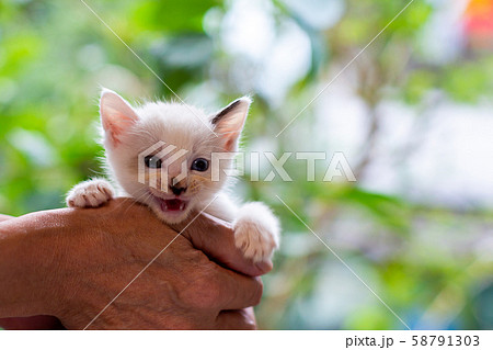 仔猫 生後4週間 仔猫 生後4週間 58791303
