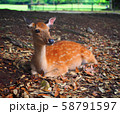 奈良の鹿 58791597