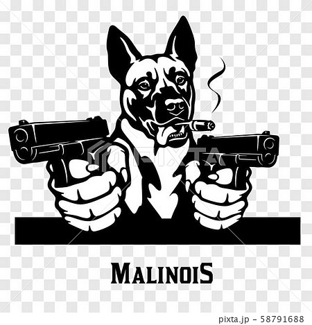 Malinois with guns - Malinois gangster. Head of angry Malinois 58791688