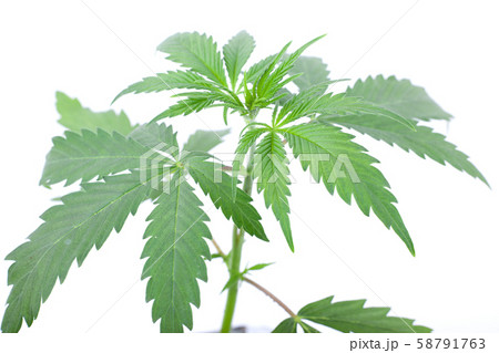 green marijuana plant on a white background 58791763