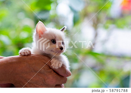 仔猫 生後4週間 仔猫 生後4週間 58791788