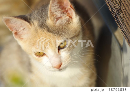 子猫のアップ 子猫のアップ 58791853