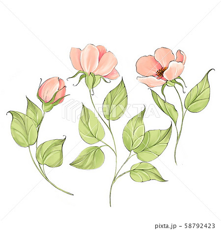 Pink Delicate Flowers Isolated On Whiteのイラスト素材