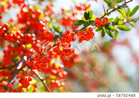 Pyracantha firethorn evergreen bush 58792488