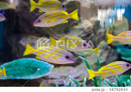 水族館の魚　ヨスジフエダイ 58792634
