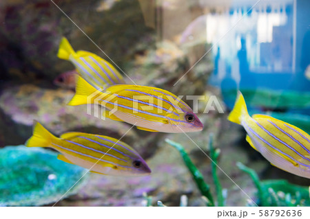 水族館の魚　ヨスジフエダイ 58792636