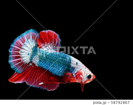 beautiful light green Thai fighting fish swimming with long fins and red white colorful long tail gene. fighting fish isolated on black background. beautiful light green Thai fighting fish swimming with long fins and red white colorful long tail gene. fighting fish isolated on black background. 58792867