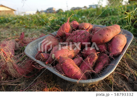 イモ イモ 58793332