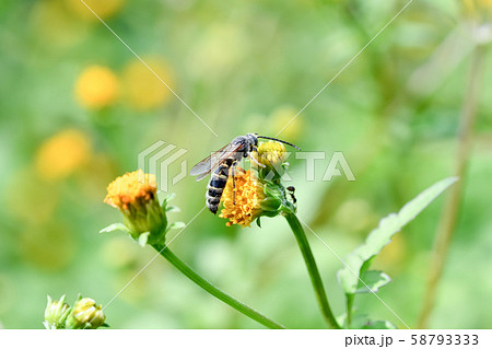 ヒメハラナガツチバチ 58793333