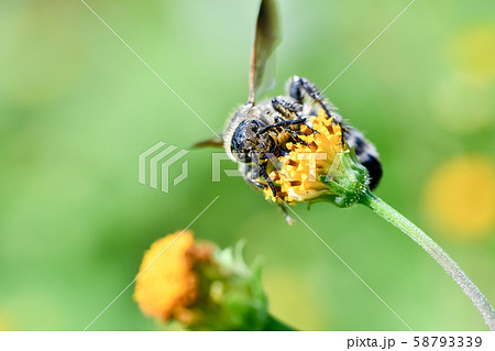 ヒメハラナガツチバチ ヒメハラナガツチバチ 58793339