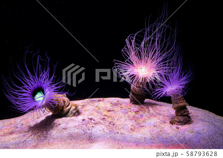 水族館のハナギンチャク 58793628