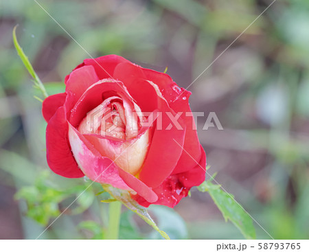 A beautiful roses after rain A beautiful roses after rain 58793765