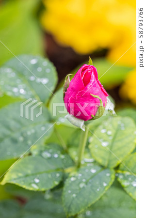 A beautiful roses after rain A beautiful roses after rain 58793766