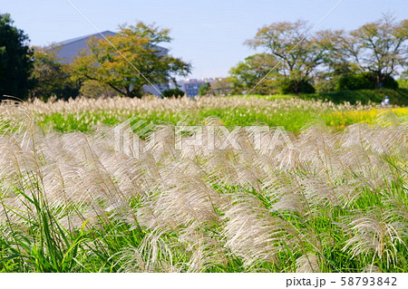 奈良・平城宮跡・秋の草原２ 58793842
