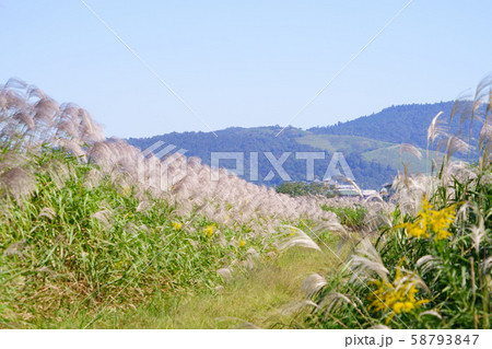 奈良・平城宮跡・若草山を望む２ 58793847