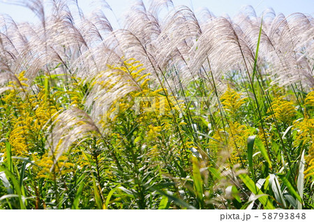 奈良・平城宮跡・秋の草原６ 58793848