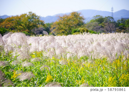 奈良・平叙宮跡・ススキノ原２ 58793861