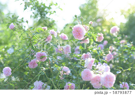 バラ園（イメージカット） 58793877